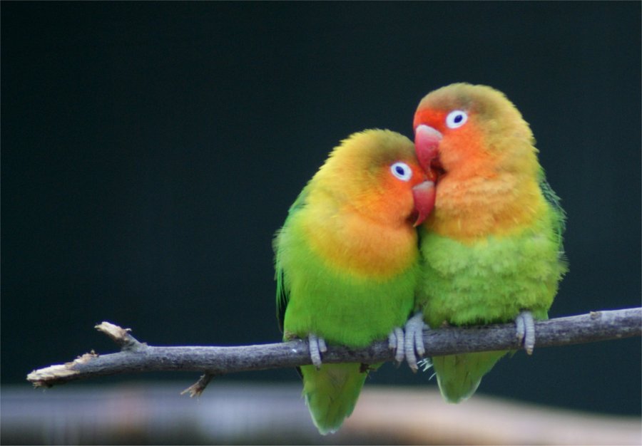 Lovebird